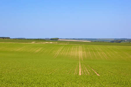scenic agricultural landscape with rolling hills in the yorkshire wolds under a blue skyの写真素材