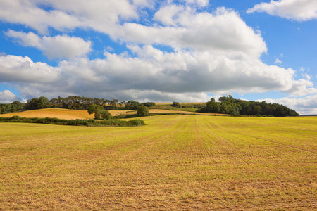 a scenic agricultural landscape with hay fields and woodlands in the yorkshire wolds under a blue...