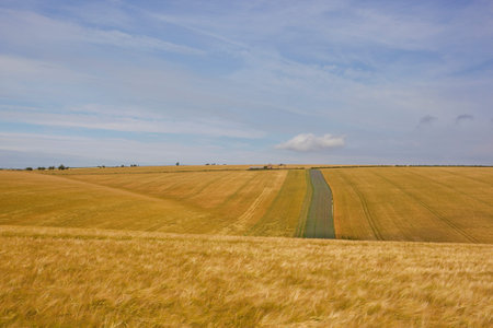 extensive golden  barley crops with a disused farm in the yorkshire wolds under a blue cloudy sky in...