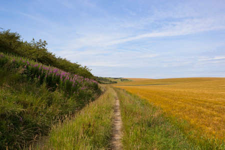 a scenic farm track with rosebay willowherb flowers and ripening barley fields under a blue cloudy sky in summerの写真素材