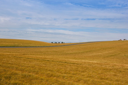 golden barley crops on rolling hills in the yorkshire wolds under a blue cloudy skyの写真素材