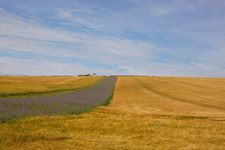 rolling hills with golden barley crop and phacelia flowers in the yorkshire wolds in summer