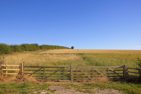 a new fence and gate with hawthorn hedgerow enclosing a field of barley and wildflowers under a clear blue sky in the yorkshire woldsの写真素材