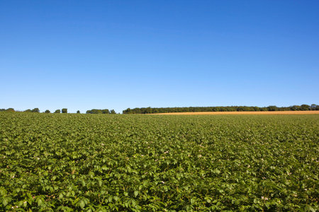 a flowering potato crop in the yorkshire wolds with hedgerows under a clear blue sky in the...