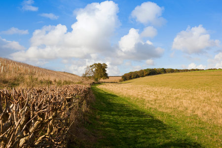 a woody hedgerow beside a green grazing meadow and a small plantation in a yorkshire wolds landscape...