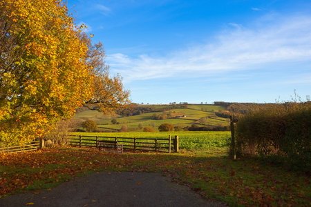 golden autumn leaves on a maple tree beside a wooden bench and sign post on a public footpath in a yorkshire wolds landscape under a blue cloudy skyの写真素材