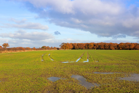 an orange oak tree woodland near a young green wheat crop in a yorkshire landscape under a blue sky...
