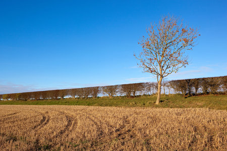 a young ash tree with a hawthorn hedgerow near a straw stubble field under a clear blue sky in the yorkshire wolds in autumnの写真素材