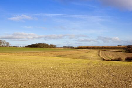 extensive newly sown wheat fields with hills and hedgerows in a yorkshire wolds farming landscape under a blue sky with fluffy white cloudsの写真素材