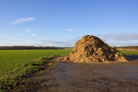 english landscape in winter with a manure heap by a field of winter cereals in the scenic yorkshire woldsの写真素材