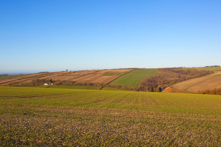 winter wheat in chalky soil in scenic agricultural landscape of the yorkshire wolds with farms and...