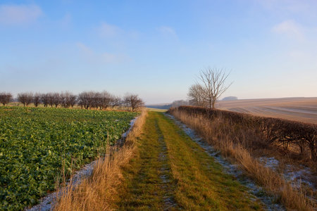 a frosty bridleway near crops in a yorkshire wolds landscape with trees and hedgerows under a blue cloudy sky in winterの写真素材