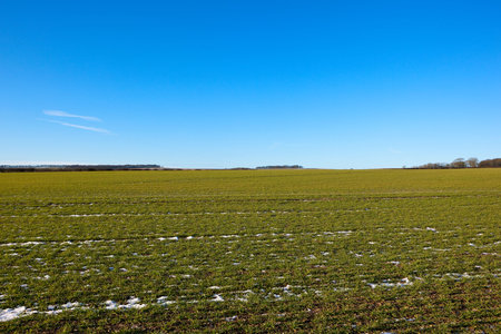 a green wheat field in winter with remnants of a light snow fall and wooded horizon in a yorkshire...