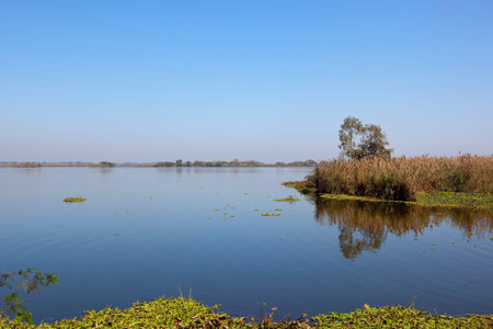 the beautiful wetland nature reserve of harike in punjab indiawith lakes water hyacinth and...
