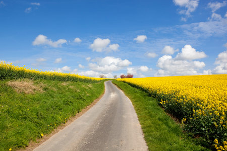 a small road going uphill with grass banks and oilseed rape crops in full flower under a blue cloudy sky in springtimeの写真素材