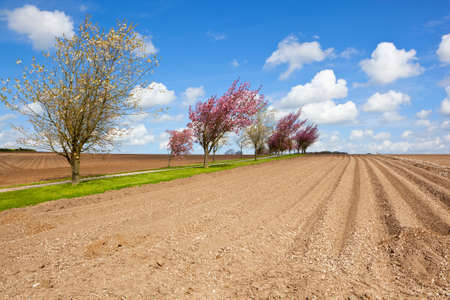pink and white blossom on cherry trees in springtime on a farm track beside newly cultivated potato rows under a blue cloudy skyの写真素材