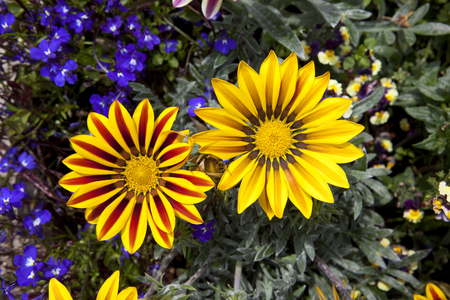 aerial view of bright yellow and red gazania blooms with purple lobelia bedding plants in summerの写真素材