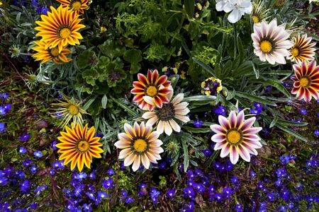 a selection of colorful gazania flowers with blue lobelia bedding plants in summerの写真素材