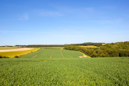 extensive wheat fields with mixed woodland in the scenic yorkshire wolds under a blue summer sky