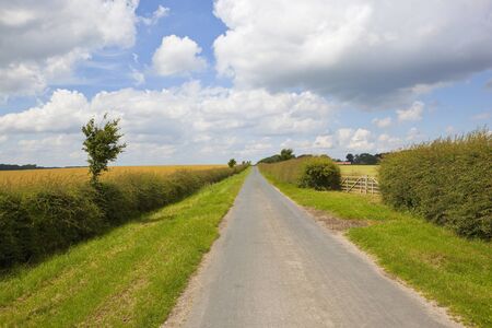A straight country road with a hawthorn hedgerow a wooden gate and arable crops under a summer blue sky in the Yorkshire woldsの写真素材