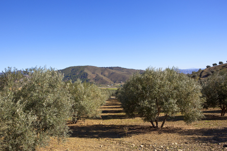 arid olive groves with mountain scenery under a blue sky in andalusia spainの写真素材