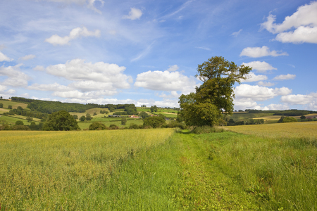 a green oat field surrounded by picturesque hills and woodland with farms and meadows under a summer blue sky in the yorkshire woldsの写真素材
