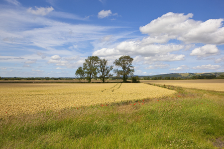 three ash trees near a golden wheat field and farm track with scenic hills under a summer blue sky in the yorkshire woldsの写真素材