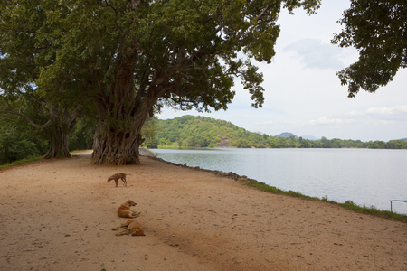 sri lanka landscape with dogs resting on the sand by scenic sorabora lakeの写真素材