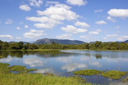 beautiful lake with reflections lotus and water hyacinth near mountains and woodland in wasgamuwa national park in sri lankaの写真素材