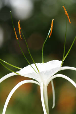 Close up of a stunning Spider Lilly in Malaysian rainforestの写真素材