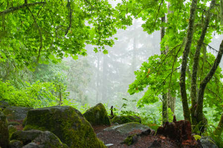 Opening in the Forestの写真素材