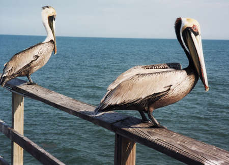 Two Pelicans in mooring in Florida USAの写真素材