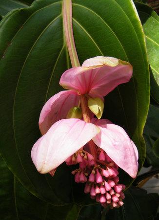Flower of Medinilla magnifica in garden in Washington DC, USAの写真素材