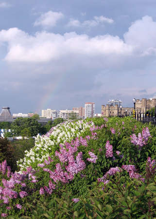 White and Purple Lilacs May spring in Ottawa, Canadaの写真素材