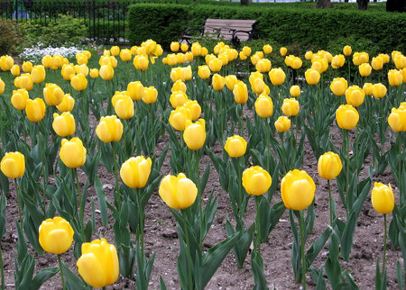 Carpet of Yellow tulips in St James Park in spring in Toronto Ontario, Canadaの写真素材