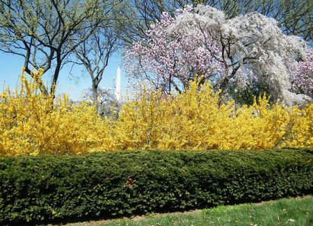 Cherry Blossoms and yellow bush in Washington DC, USAの写真素材
