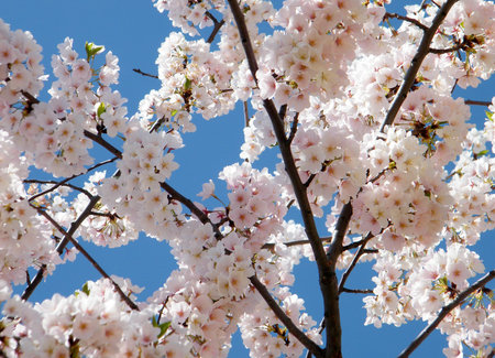 Pink Cherry Blossoms on a blue background in Washington DC, USA