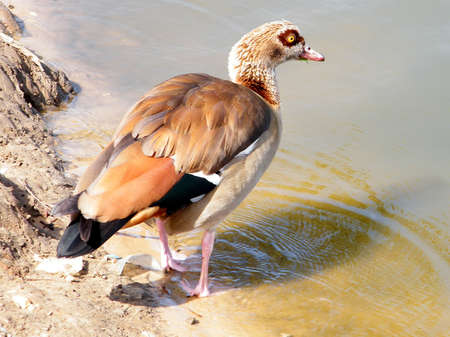 Long Legged Duck enters the water on the banks of the pond of Ramat Gan Park, Israelの写真素材