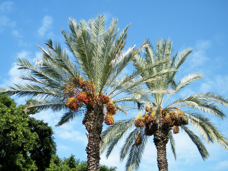 Tops of palm in Volovelski-Karni Garden in Tel Aviv, Israelの写真素材