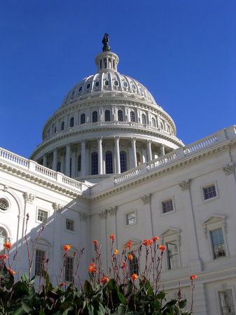 Gladiolus in front of the Capitol Hill Building in Washington DC, USA           