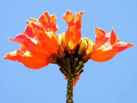 Spathodea campanulata flower isolated in Or Yehuda, Israelの写真素材