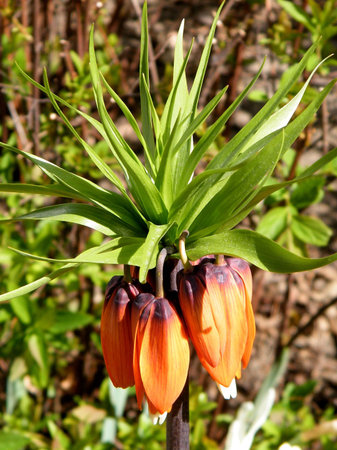 Fritillaria imperialis flowers in Toronto Ontario, Canadaの写真素材