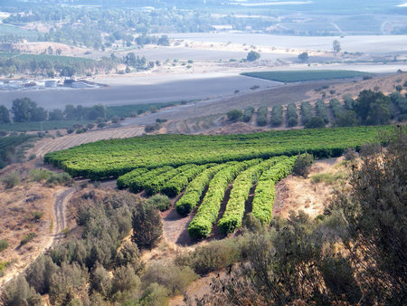Fields and gardens of Galilee near Lake Kinneret in Israelの写真素材