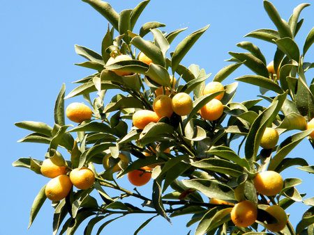 Branch of small lemons in Or Yehuda, Israel          の写真素材