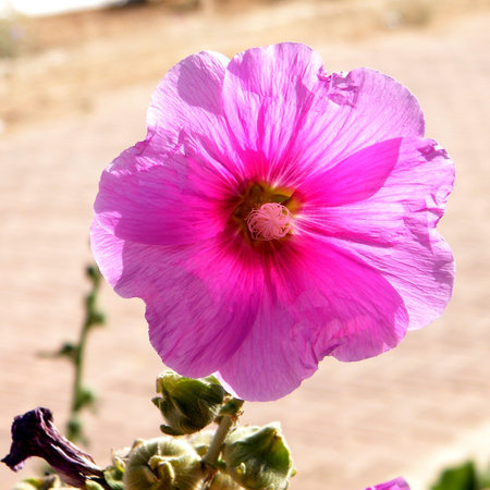 Beautiful Bristly hollyhock flower isolated in Savyon, Israel