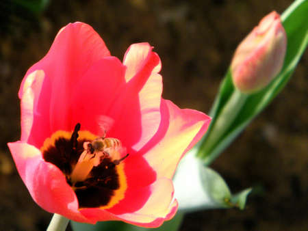 Bee on a Tulip in winter in Or Yehuda, Israel            の写真素材
