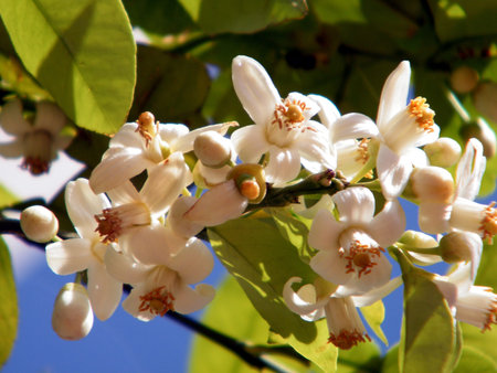 Grapefruit Blossoms in the winter in Or Yehuda, Israelの写真素材