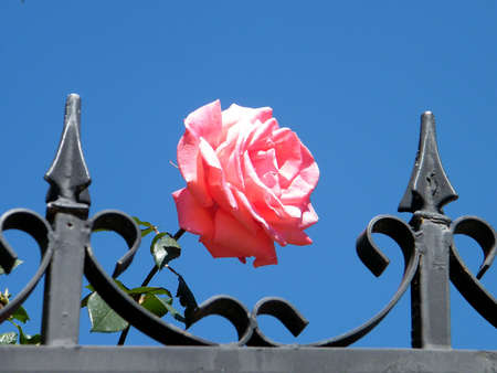 Pink rose isolated by the fence in Neve Monosson near Or Yehuda, Israel の写真素材