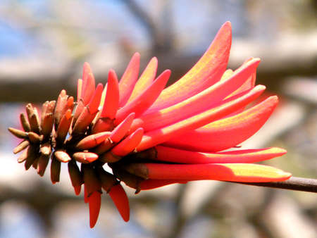 Beautiful Red Coral Tree flowe risolated in Wolfson park in Ramat Gan, Israelの写真素材