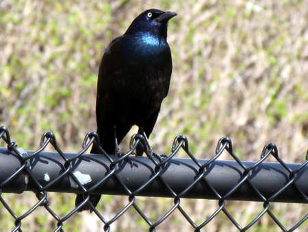  Common Grackle isolated on the fence in Thornhill Ontario, Canada                              の写真素材